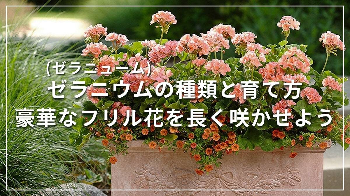 ゼラニウム(ゼラニューム)の種類と育て方 豪華なフリル花を長く咲かせ
