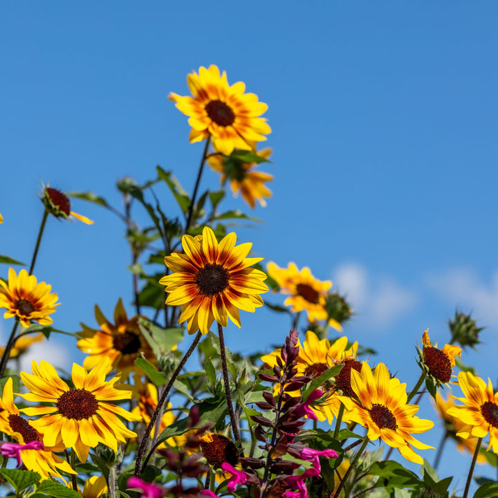 Sunflower | Suncredible® Saturn™ | Proven Winners® Annuals