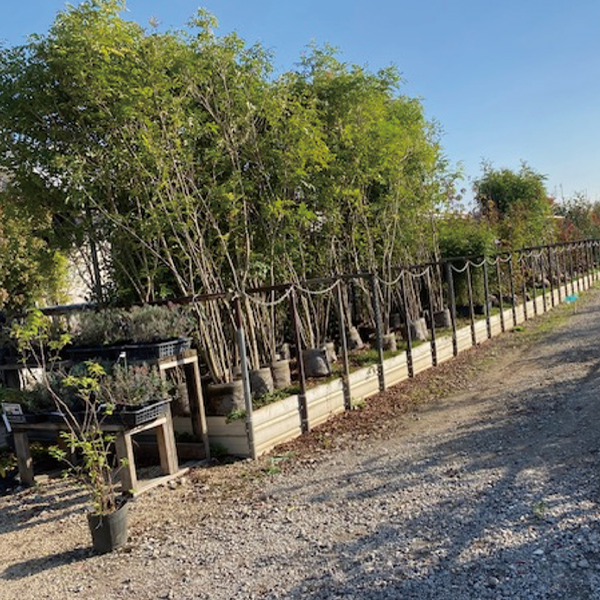 植木販売 – 有限会社プロヴァンス