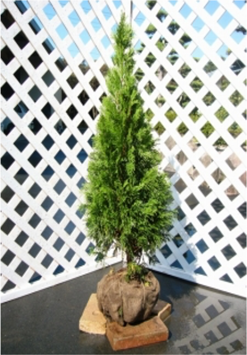 植木販売 – 有限会社プロヴァンス