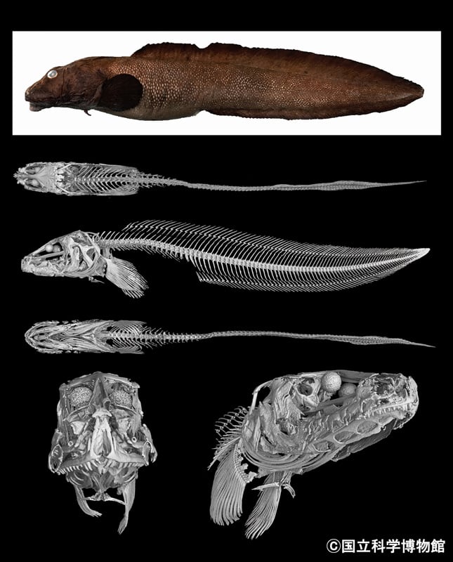 深海魚を透視！？ 骨格画像にギョギョギョ！｜THE FLINTSTONE｜BAYFM