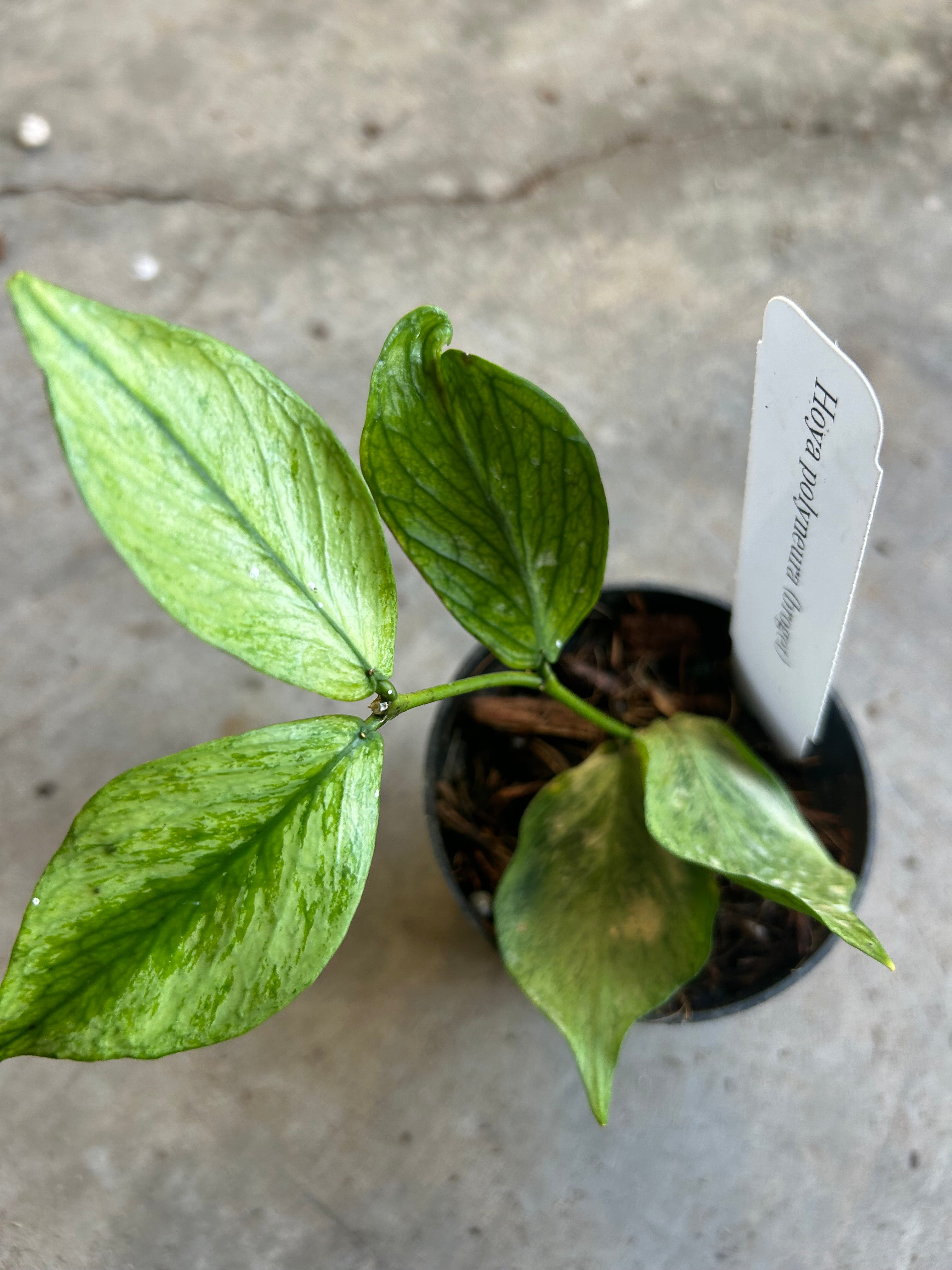 Hoya Polyneura Broget Silver – Prop & Grow Plant Shop