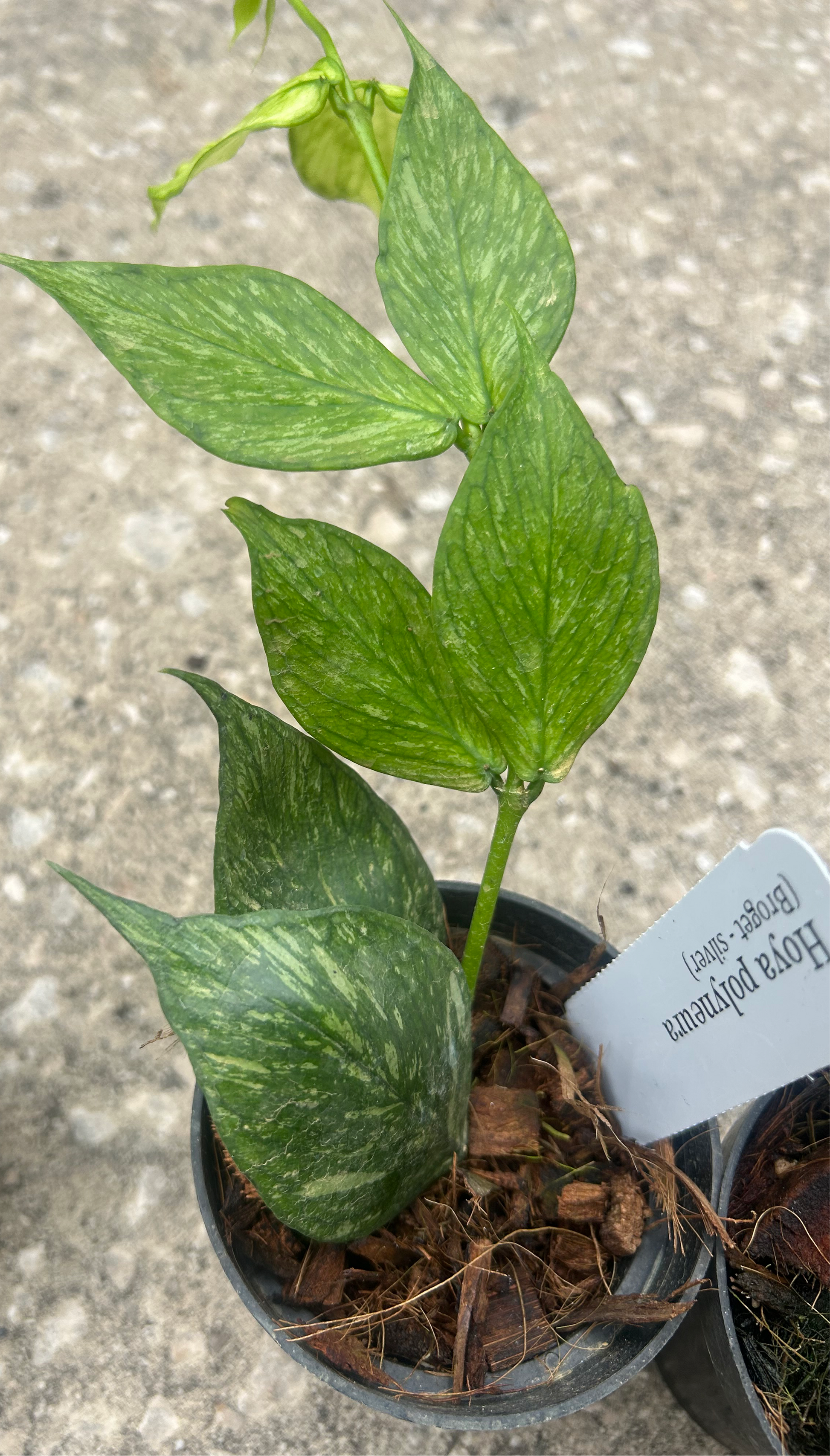 Hoya Polyneura Broget Silver – Prop & Grow Plant Shop