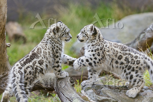 ユキヒョウの子供 [177294651]の写真素材 - アフロ
