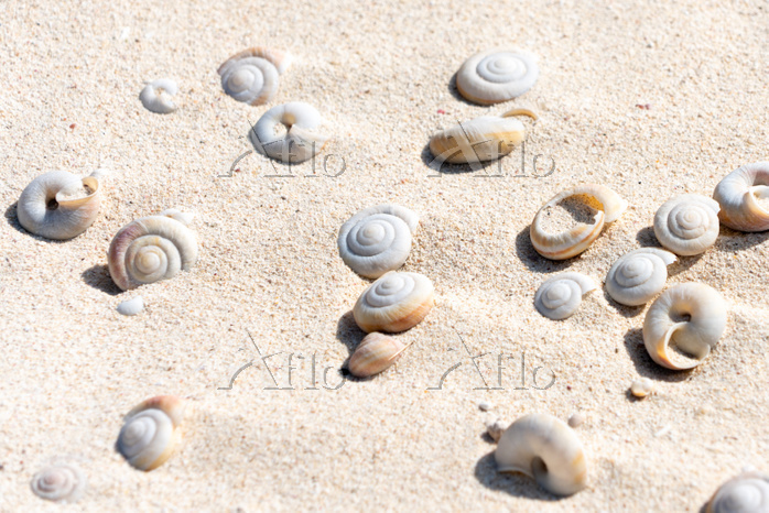 東京都 小笠原 南島 ヒロベソカタマイマイの半化石 [100804064]の写真