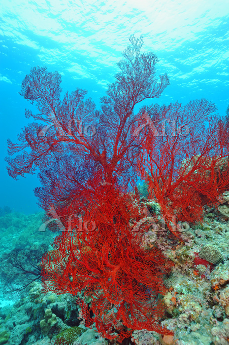 沖縄県 リュウキュウイソバナ [73993228]の写真素材 - アフロ