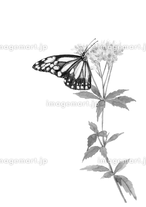 水彩で描いたフジバカマの蜜を吸うアサギマダラのイラスト 水墨画風