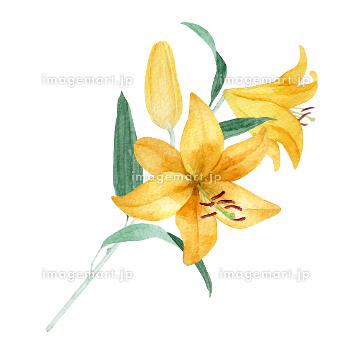 百合 ユリの水彩イラスト 夏の花の挿絵 [188553390]｜毎月1点無料