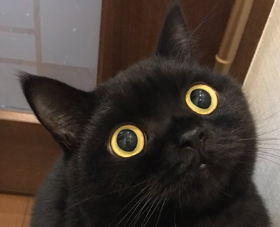 こんな顔で見つめられたい……！ 黒猫ちゃんのまんまるおめめが100点満点