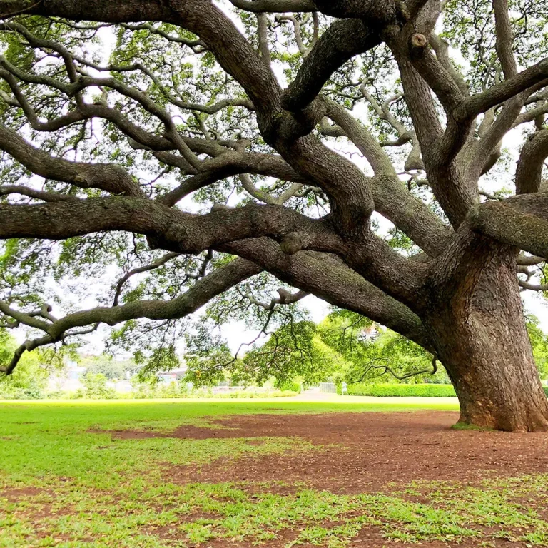 モンキーポッド - PUA ALLY(プアアリ)