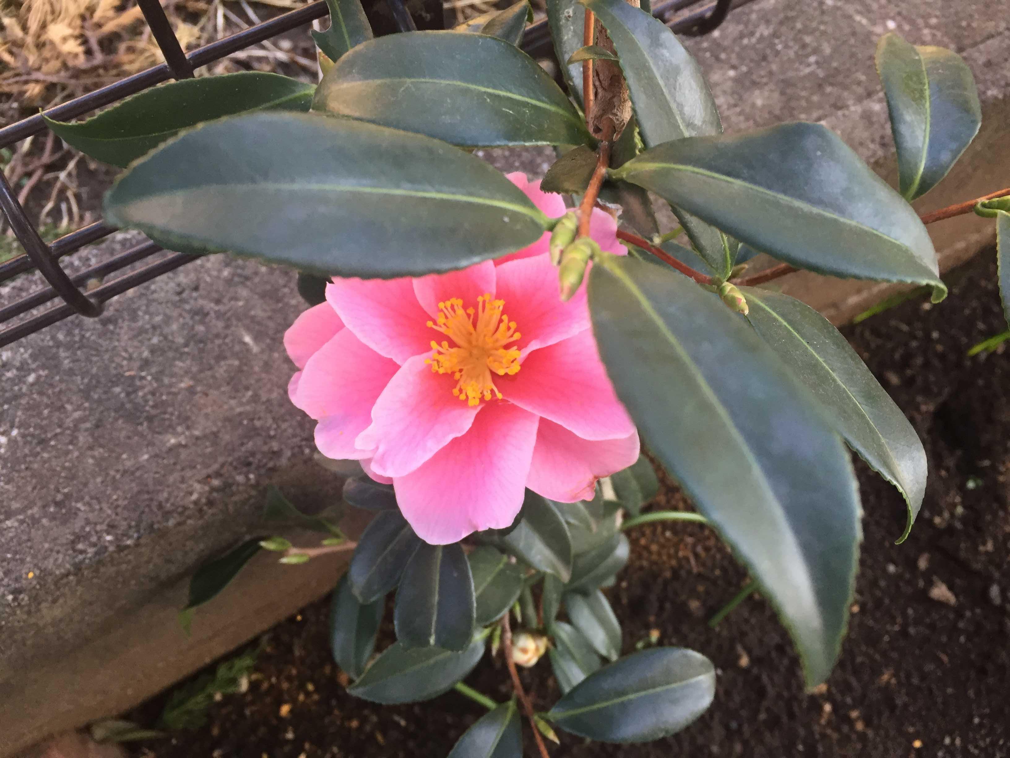 笑顔」咲く - ピンク色の春サザンカが満開！ - 村内伸弘のブログが好き😍