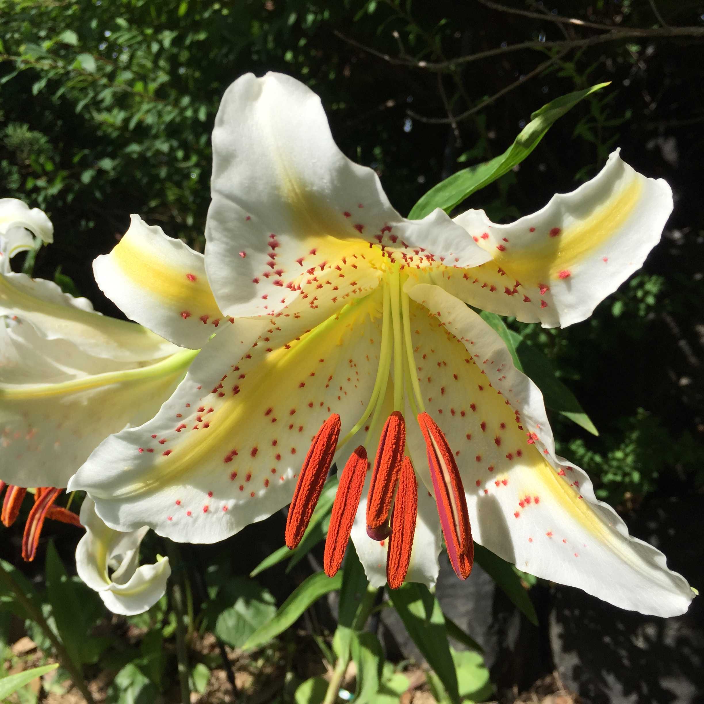 満開のヤマユリの花！7月の太陽を全身に浴びて光輝く！ - 村内伸弘の