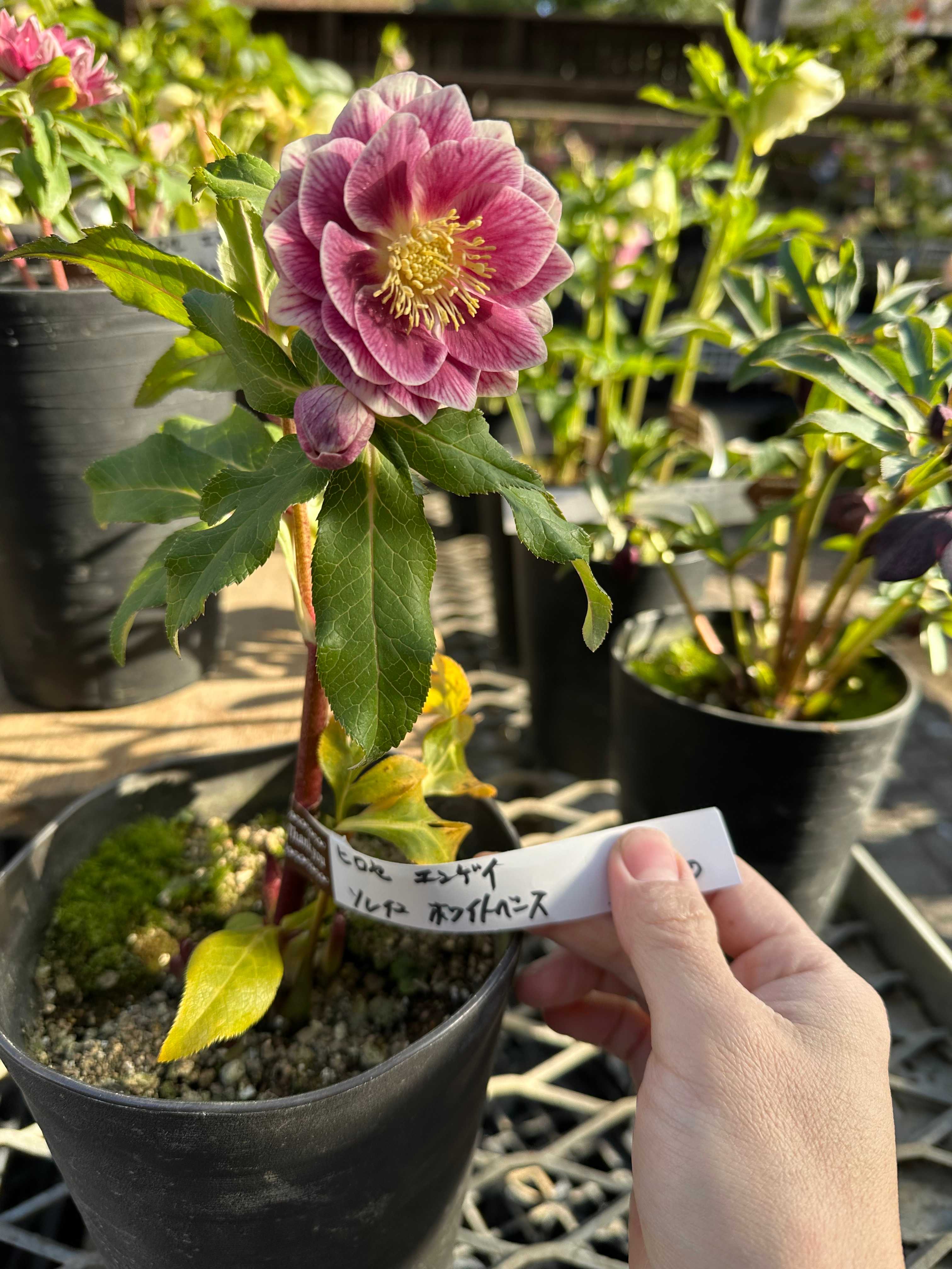 念願のソレイユ！ - クリスマスローズ大好き