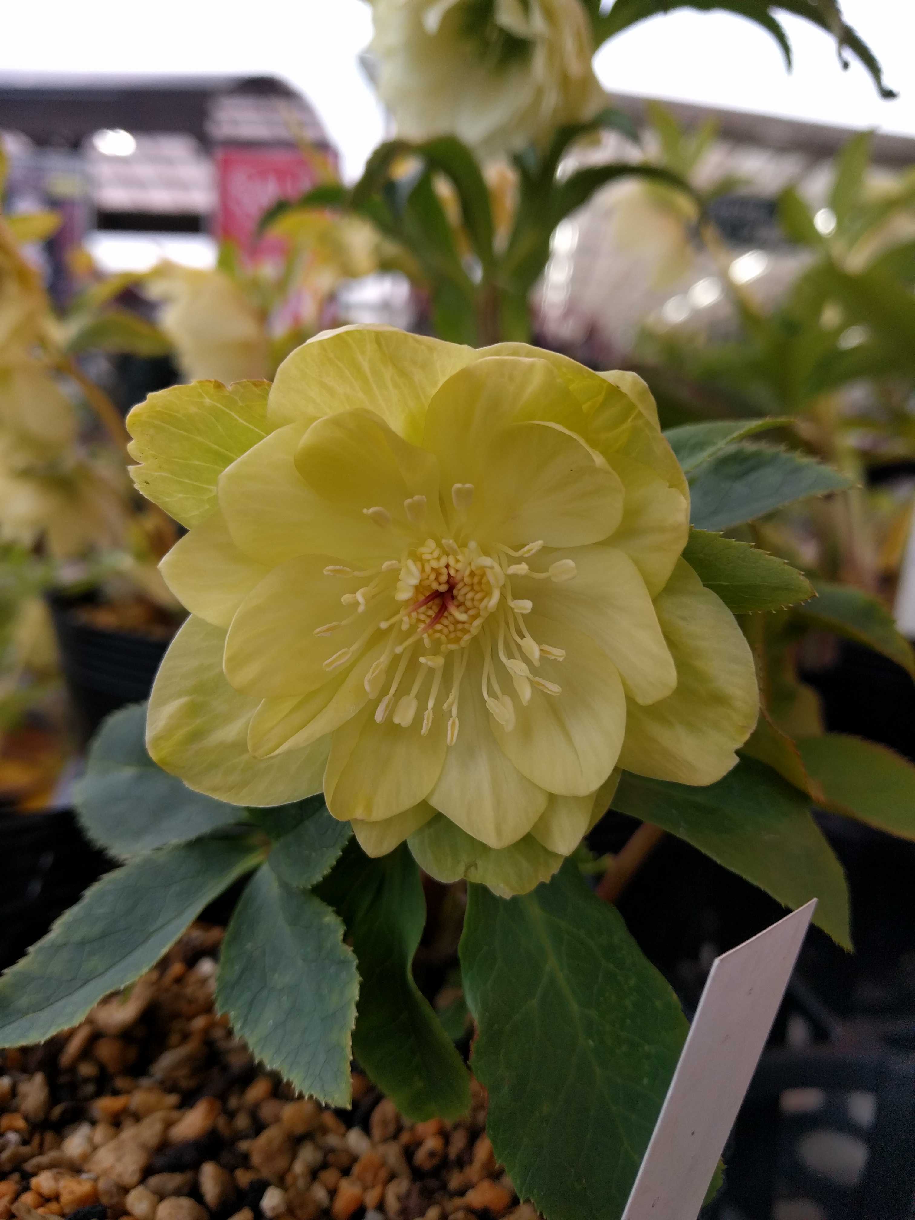 あった！あったよ！「かぐや姫」現物はさすがにオーラが漂っていたよん