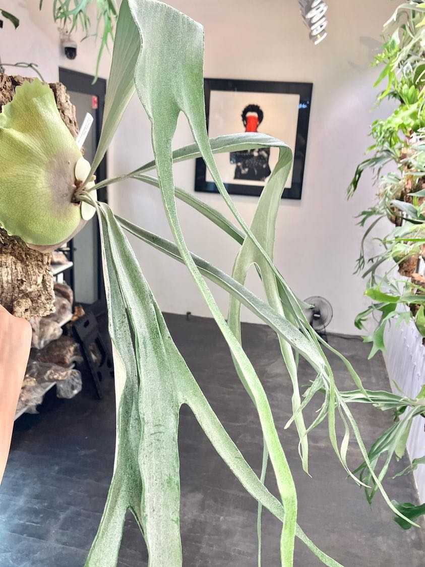 Platycerium Musang King - 釣れたら正解