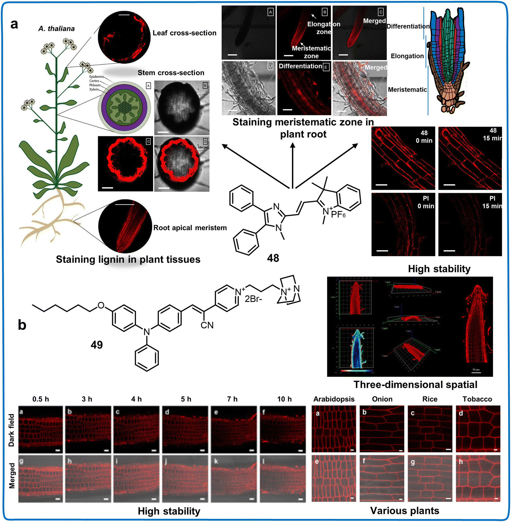 Fluorescent chemosensors facilitate the visualization of plant