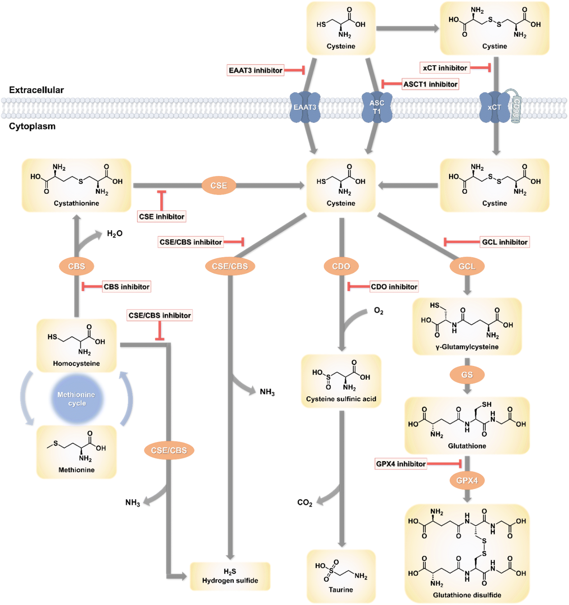Natural products targeting the metabolism of amino acids: from