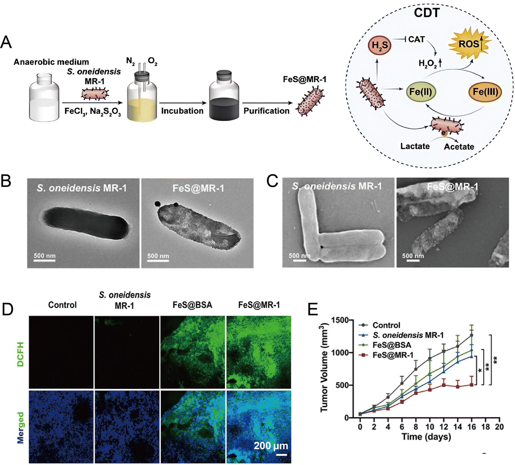 Microbial therapeutics for cancer: emerging strategies and