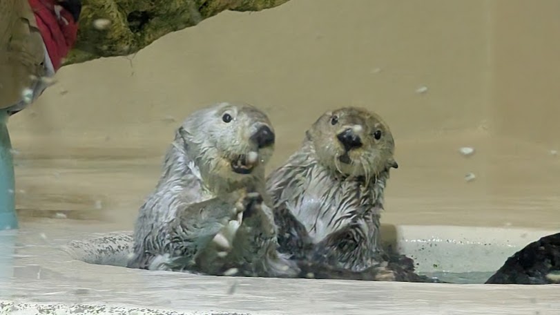 鳥羽水族館でレアなラッコ「メイ＆キラ」に会おう！館内の見どころ