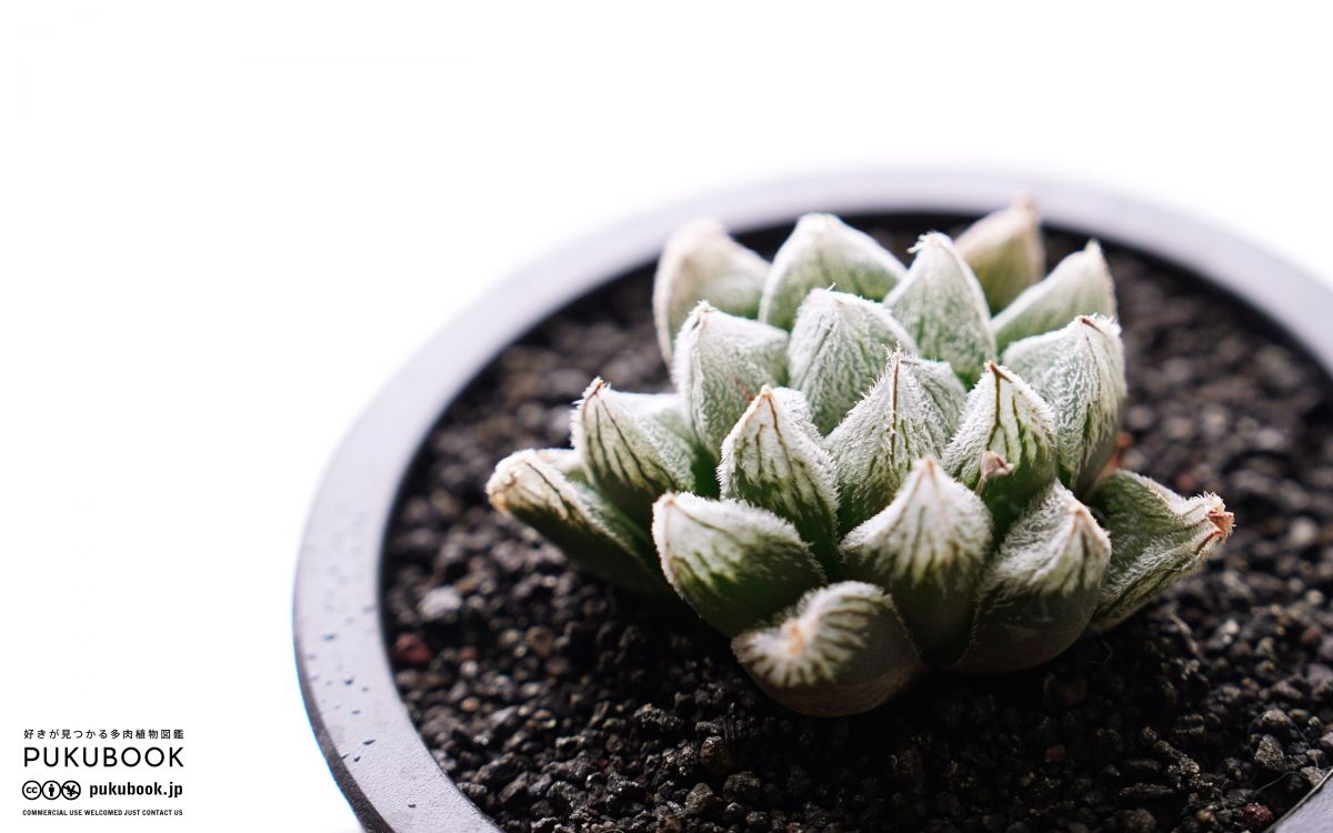 ハオルチア ホワイトフォックス Haworthia 'White Fox'｜多肉植物図鑑