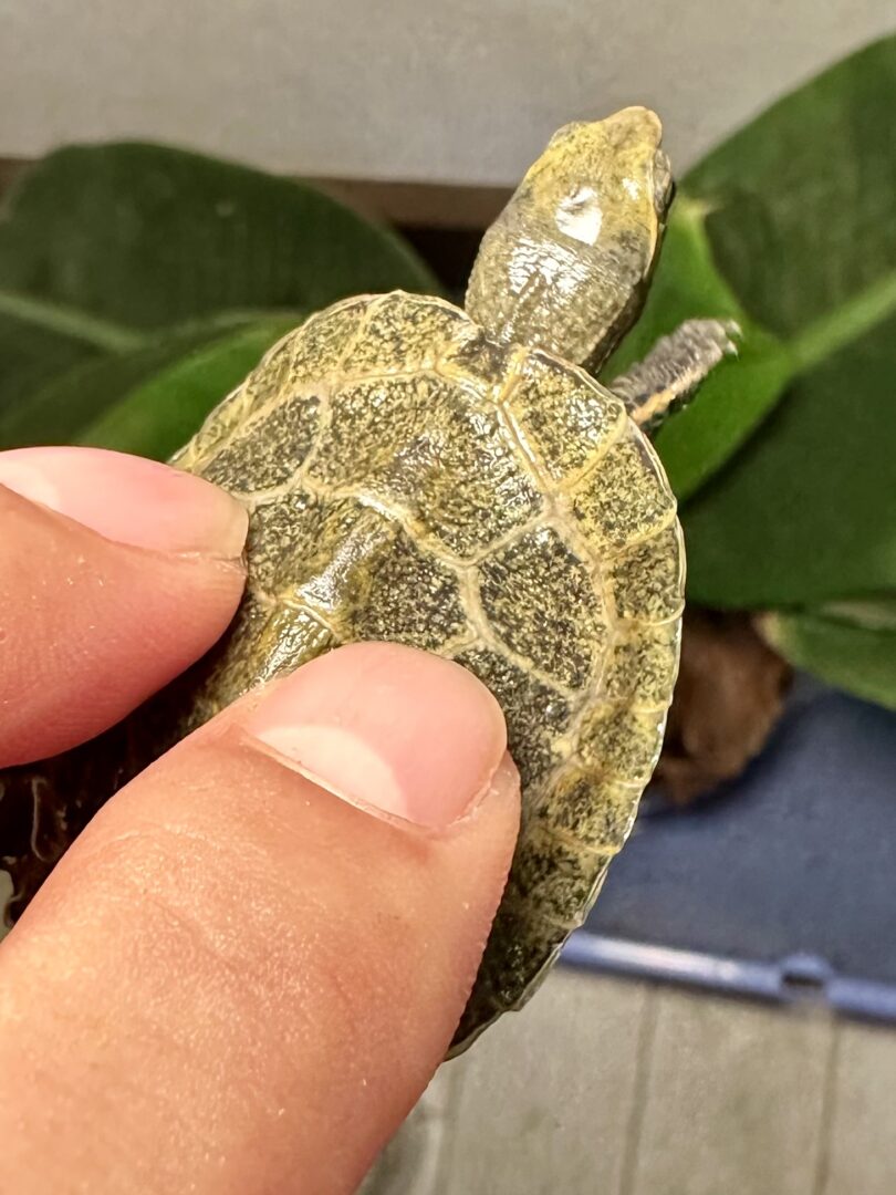 ニホンイシガメ | ピュアアニマル