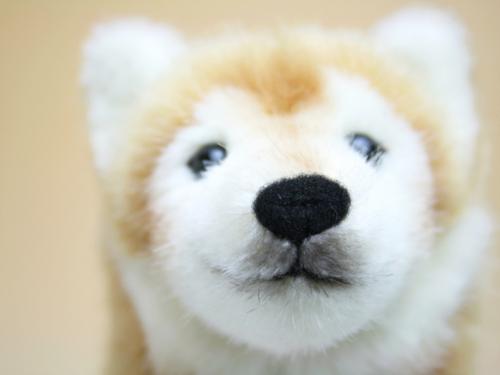 木のおもちゃ カルテット / 柴犬（ぬいぐるみ）ドイツ・ケーセン社