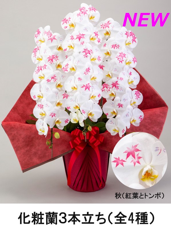 法人様向け贈答用胡蝶蘭販売「蘭贈くん」 / 胡蝶蘭大輪 7本立ち 49輪以上