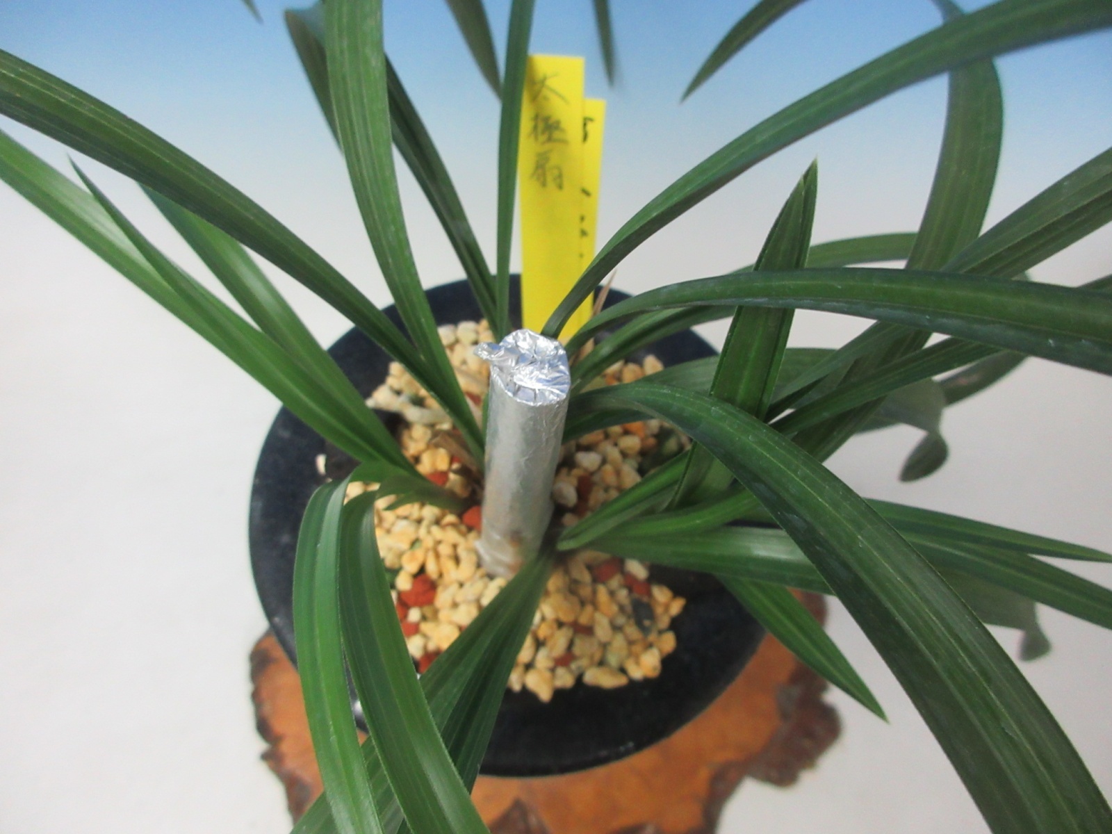 KS-10 韓国春蘭 複色花 「太極扇」 上木 5本立ち 花芽付き - 蘭万園