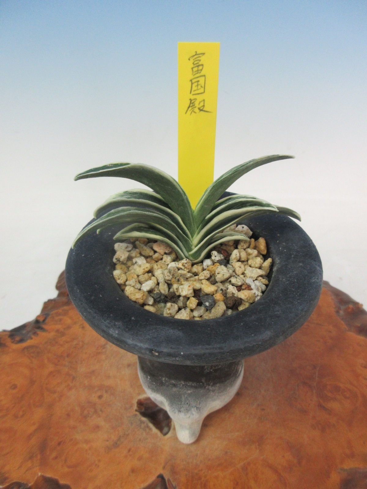 O-5 万年青 羅紗 「富国殿」 中上木 1本立ち - 蘭万園オンライン