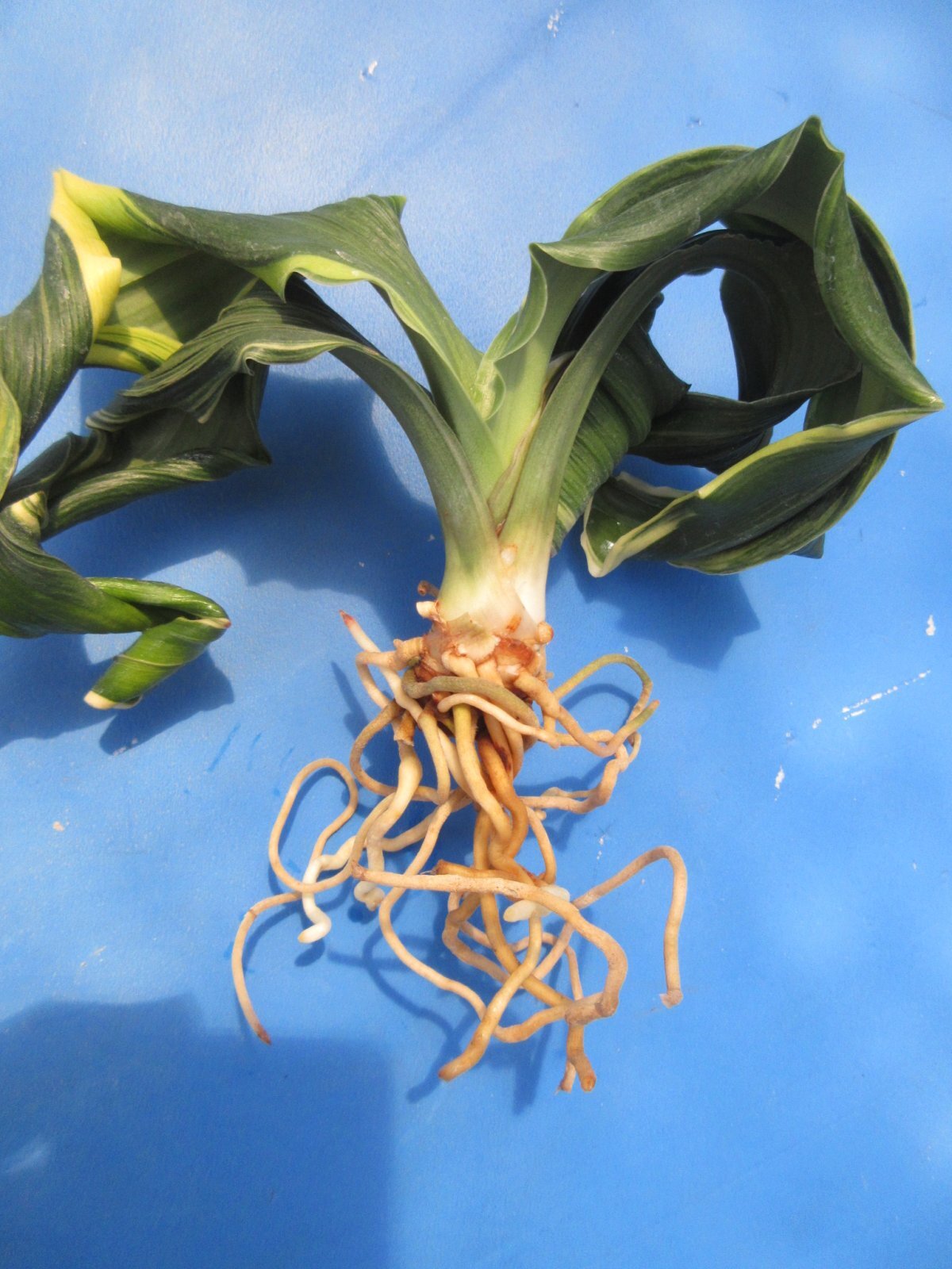 O-9 万年青 獅子 「舞子獅子」 中木 1本立ち - 蘭万園オンライン