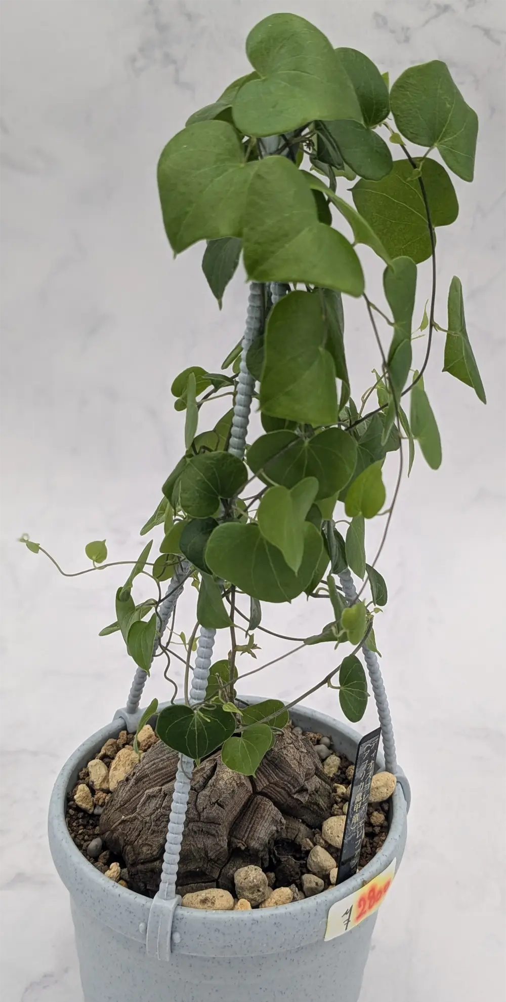 買ってしまった亀甲竜｜ranofish.com