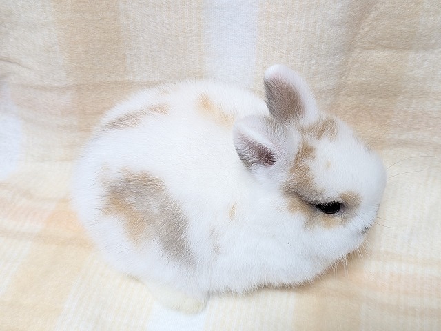 250917nd1 | 埼玉東京のうさぎ専門店ラビファー埼玉東京のうさぎ専門店