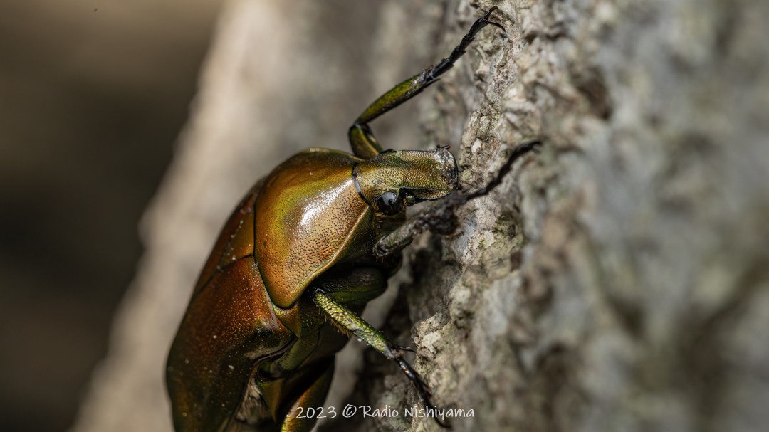 カナブン│自然案内人レヂヲのいきもの図鑑