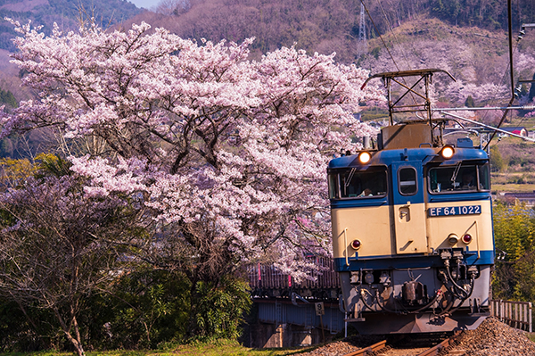 珠玉の126枚！ 全国から集まった「桜と鉄道」のハーモニーをいっき見