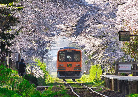花も団子も鉄道も！ 桜と列車が織りなす風景を楽しむ | 鉄道ホビダス