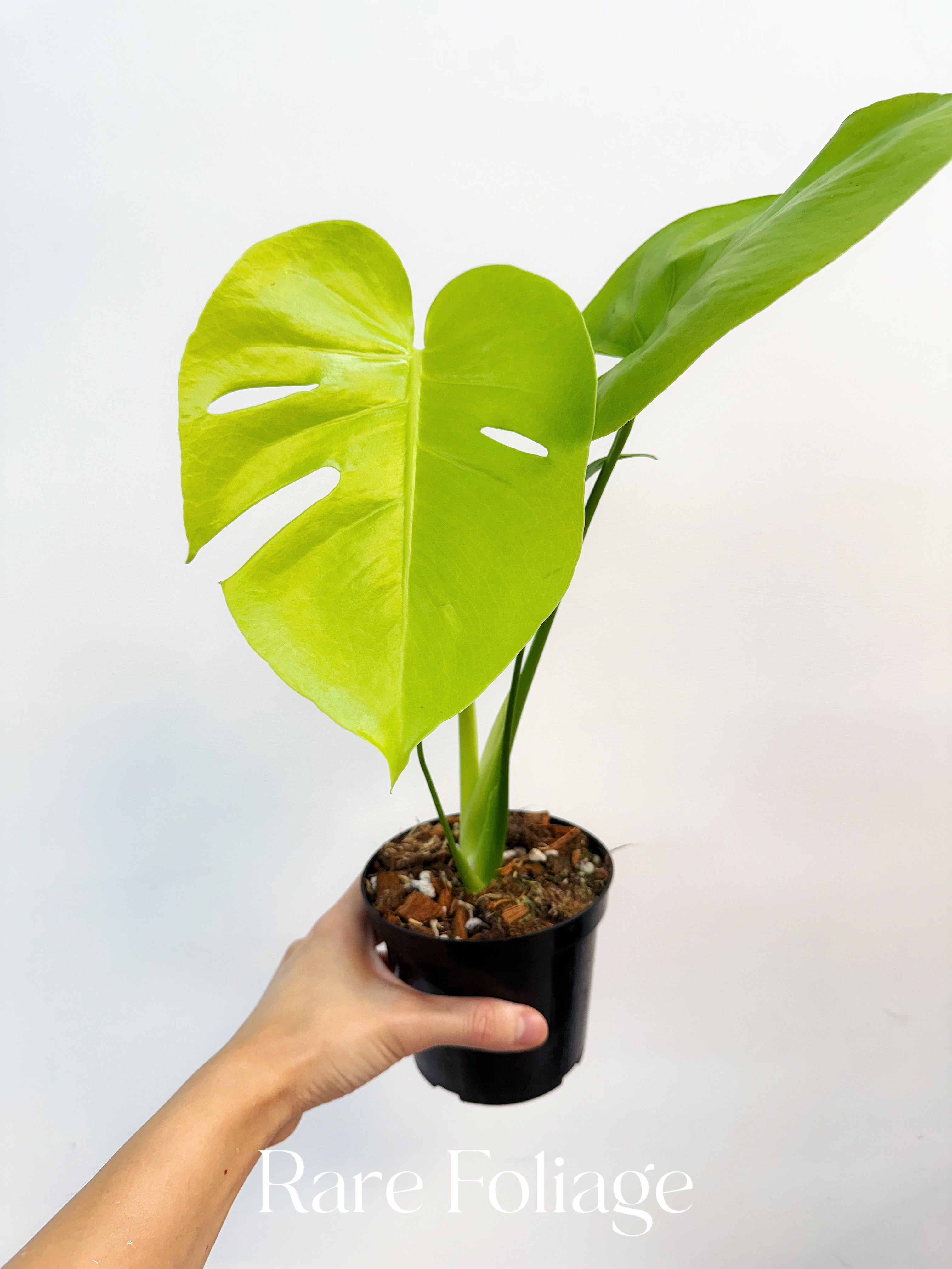 Monstera 【3株セット】Monstera Lemon Lime モンステラ レモンライム