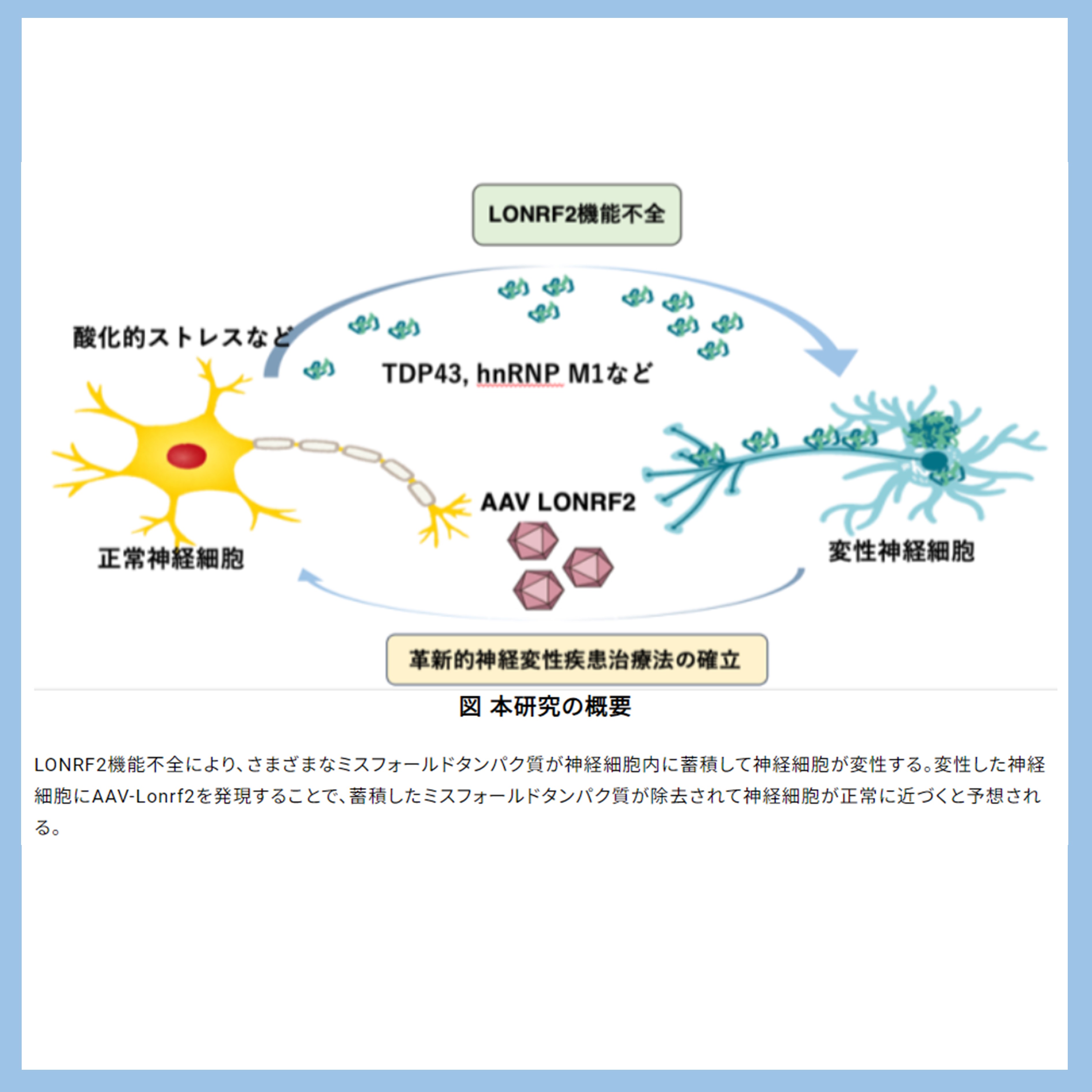 筋萎縮性側索硬化症などの神経変性疾患の原因となる異常タンパク質の