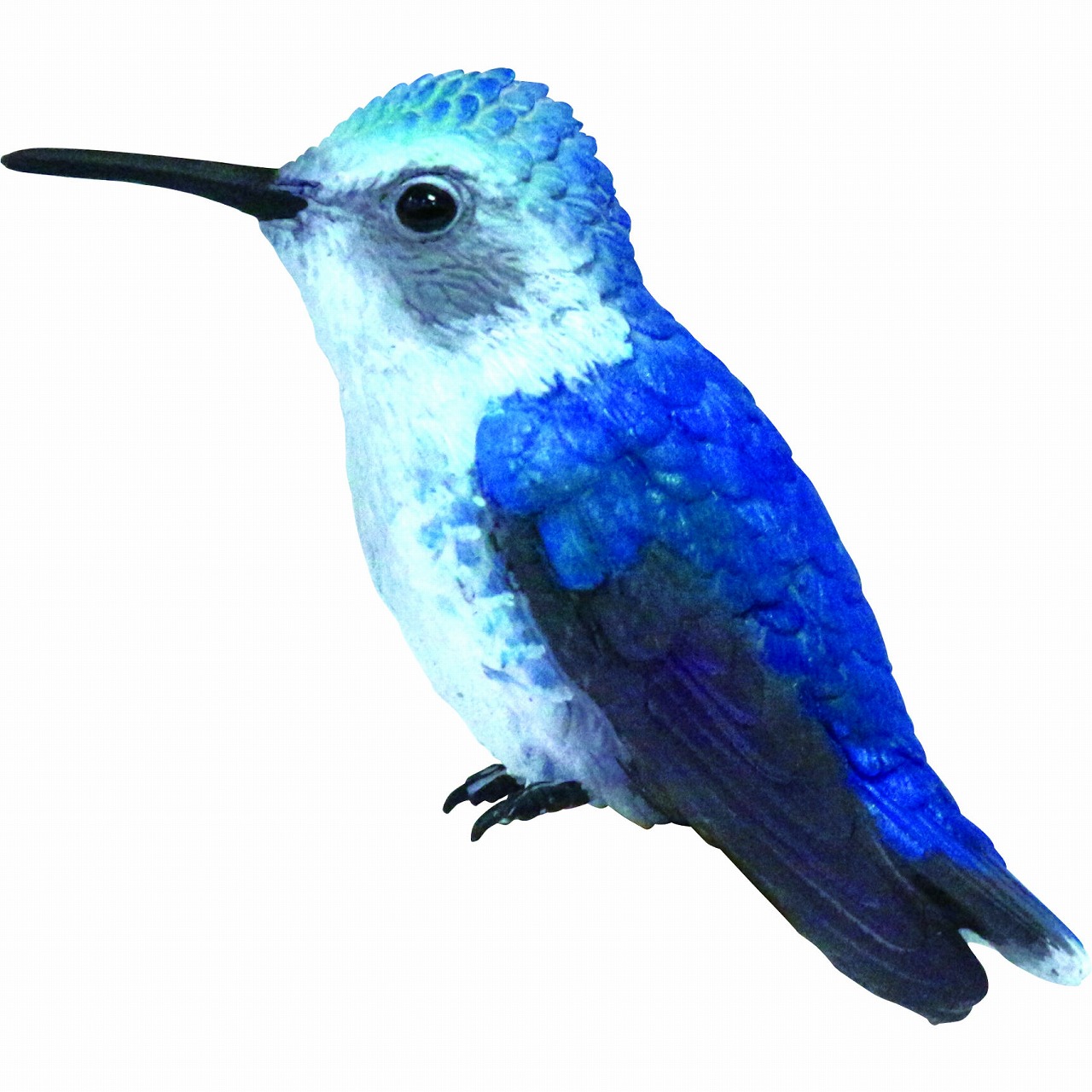 原寸のハチドリが手乗りさせれます！ | 名古屋のペットショップRemix