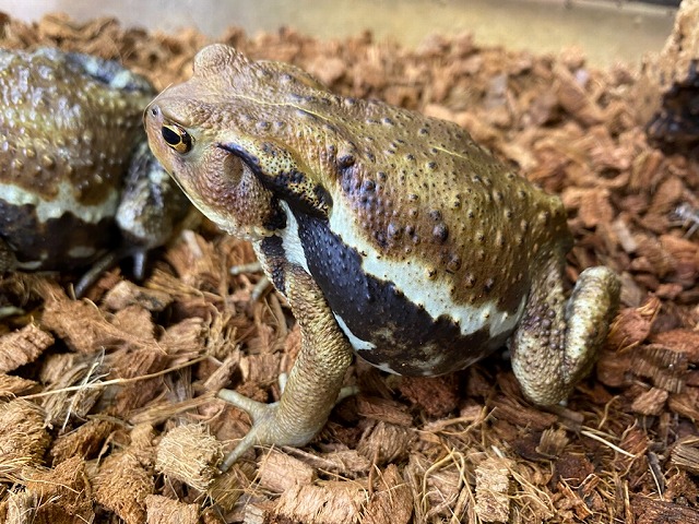 巨大インド☆&カエル軍団！＠インター爬虫類 | 名古屋のペットショップ