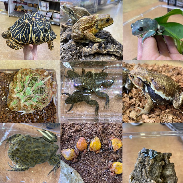 巨大インド☆&カエル軍団！＠インター爬虫類 | 名古屋のペットショップ