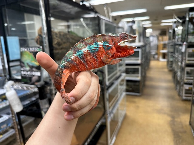 インター爬虫類】カメレオンコーナー新設！！ヤモリもトカゲもゾクゾク