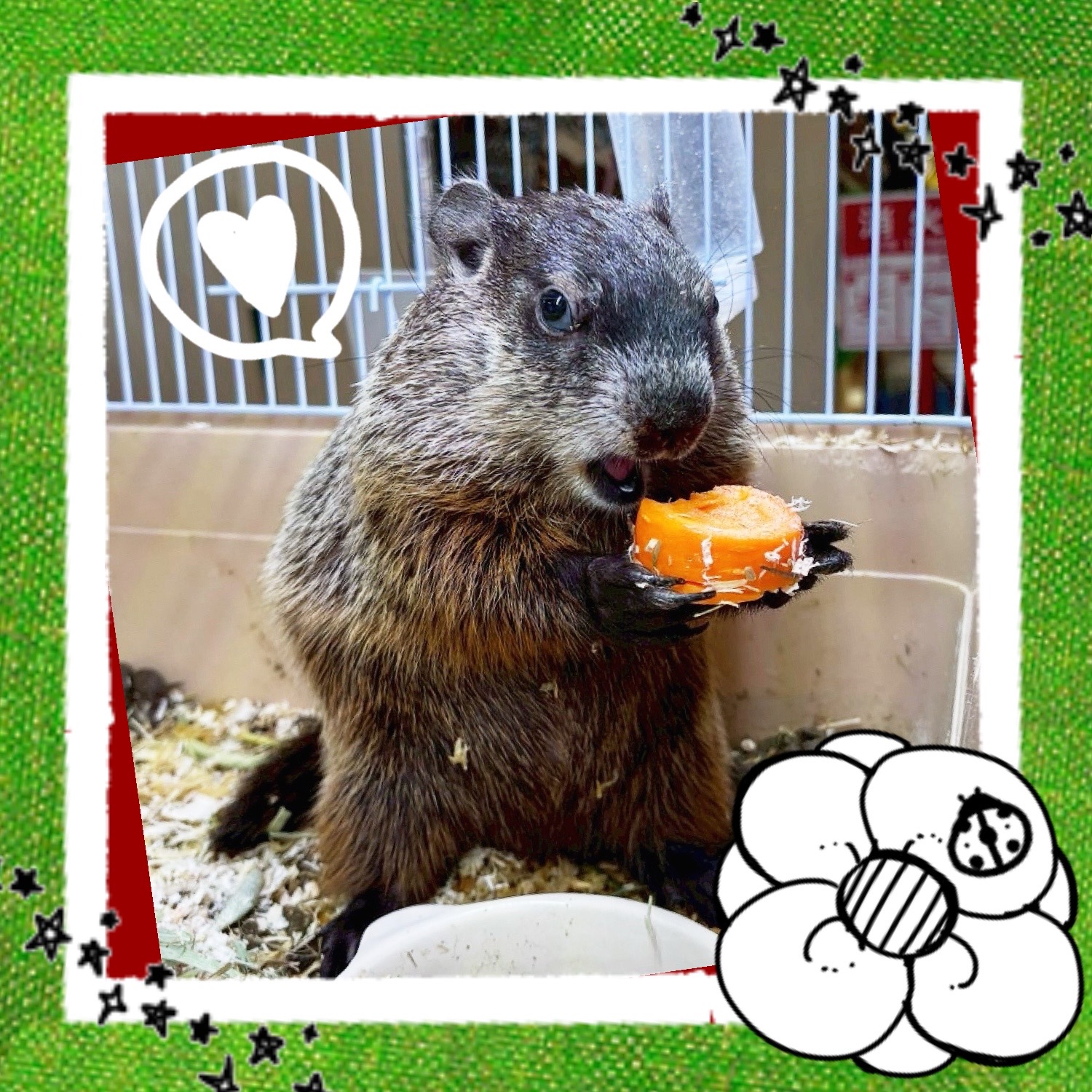 春日井ぺけっと】ウッドチャック再び！！【哺乳類】 | 名古屋のペット