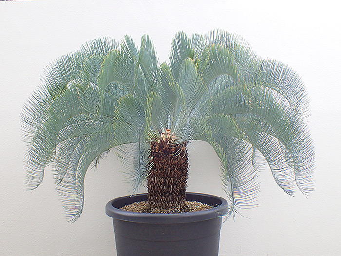 サイカス・カイルンシアナ | 自家繁殖に拘る沖縄の爬虫類専門店