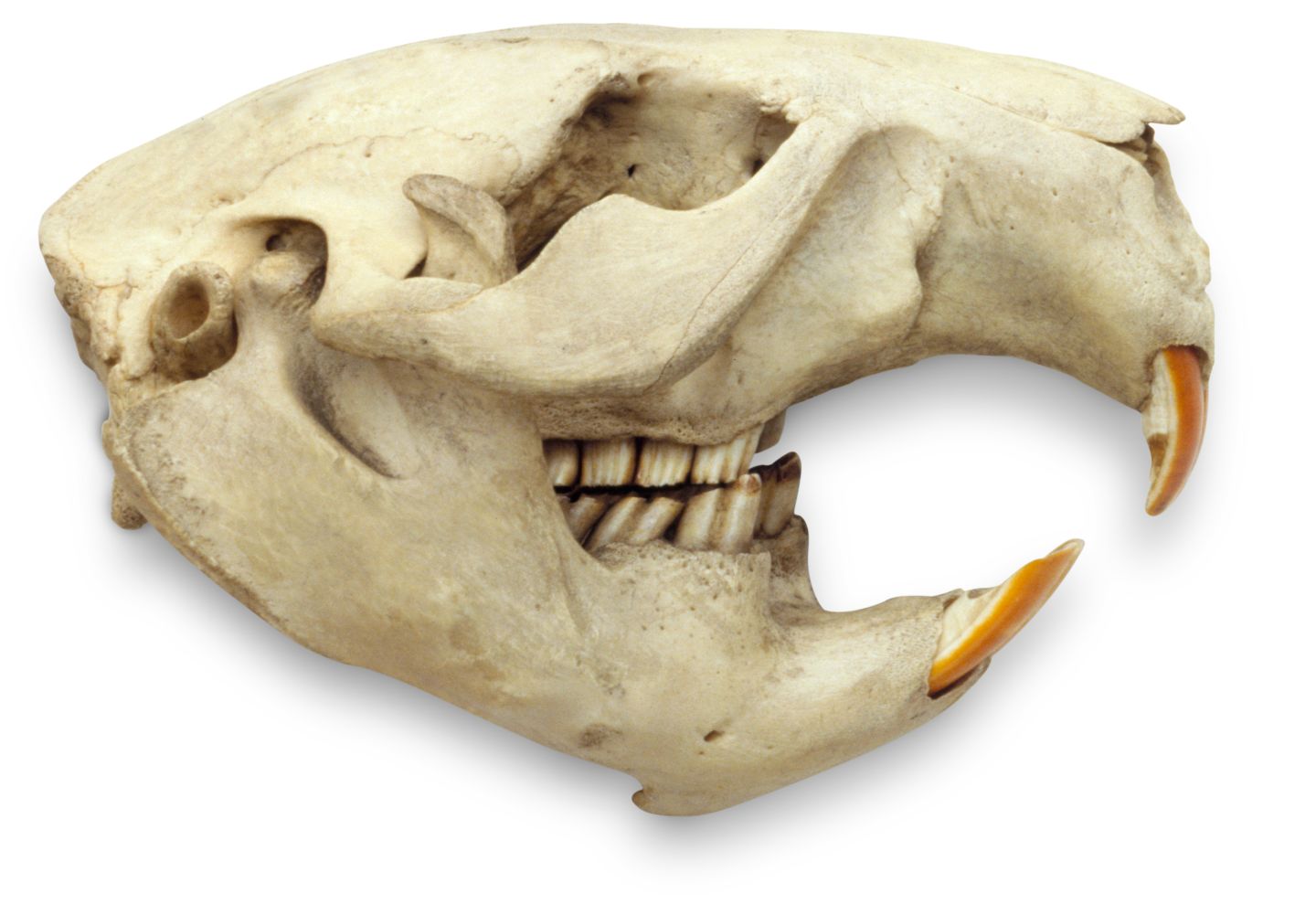 ラクダの骨格を見ただけで、ラクダにコブがあるってわかると思う？ : r