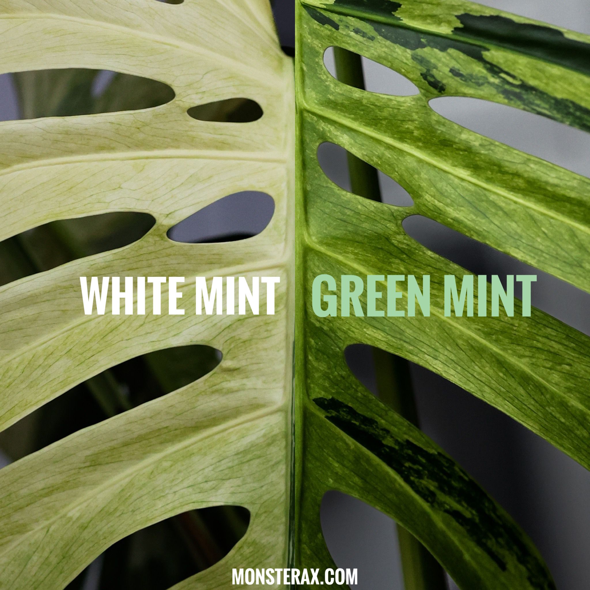 What is a Mint Monstera | MonsteraX