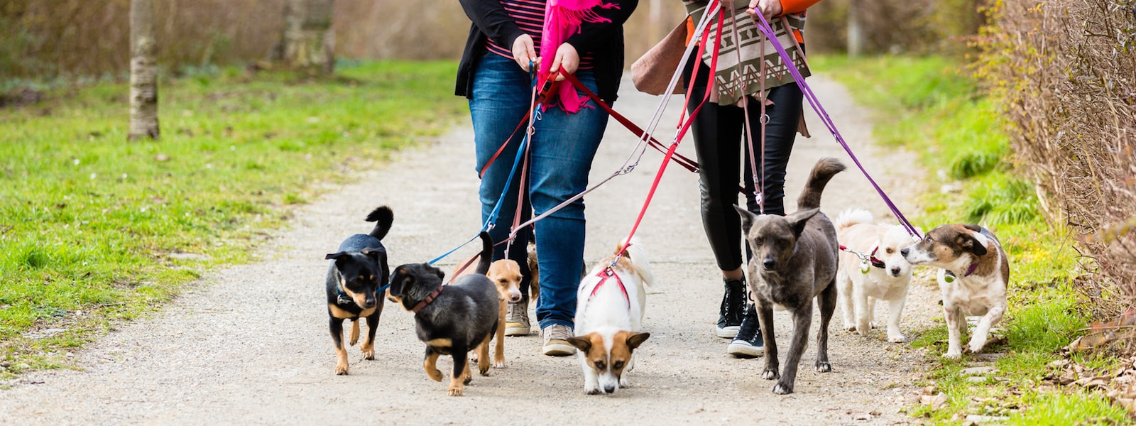 神奈川県川崎市 高津区で人気（高評価）・近くのペットのお世話一覧