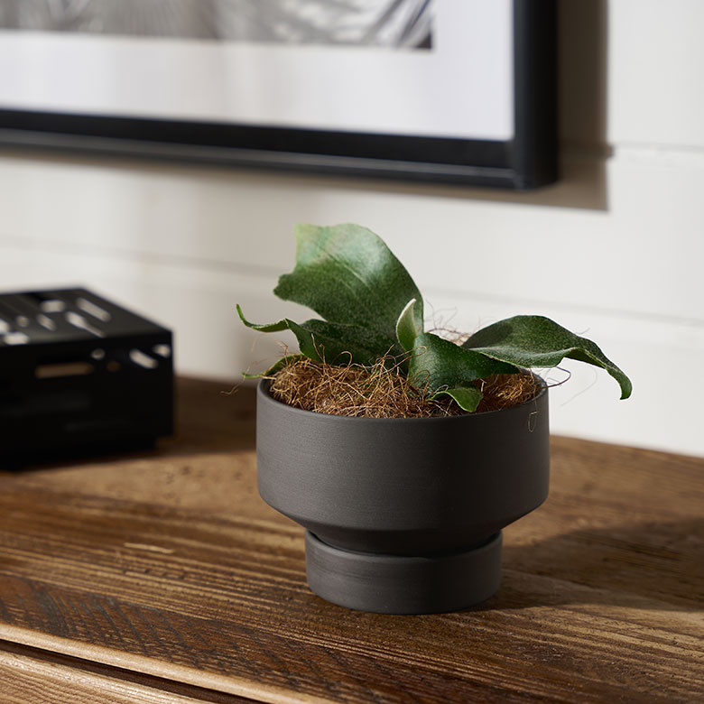 植木鉢 陶器 マット 4号鉢 受皿 底穴あり 小型 ロータイプ 約 W 11.5cm