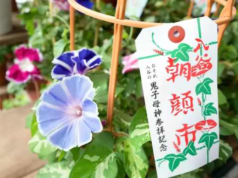 2025年開催！浅草からちょっと足を延ばして「入谷朝顔まつり」へ