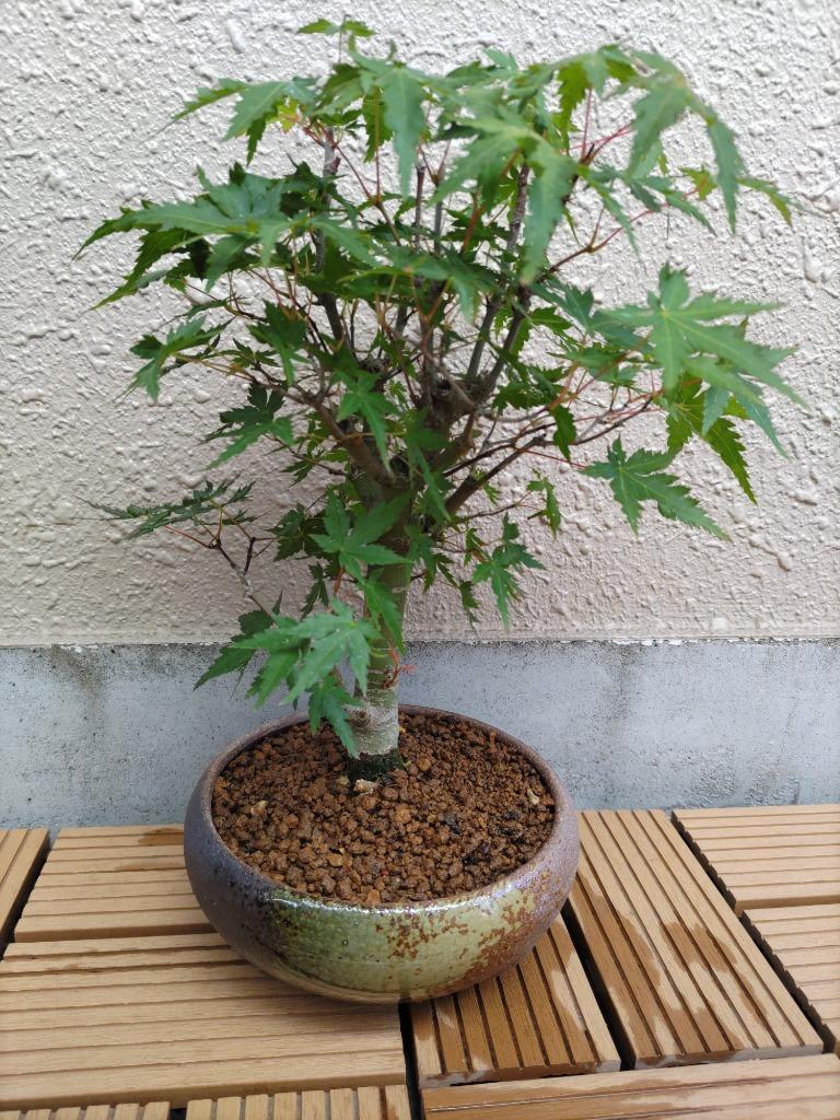 小品盆栽：山もみじ(瀬戸焼三彩鉢)*＜2025年落葉＞和 鉢植え 紅葉狩り