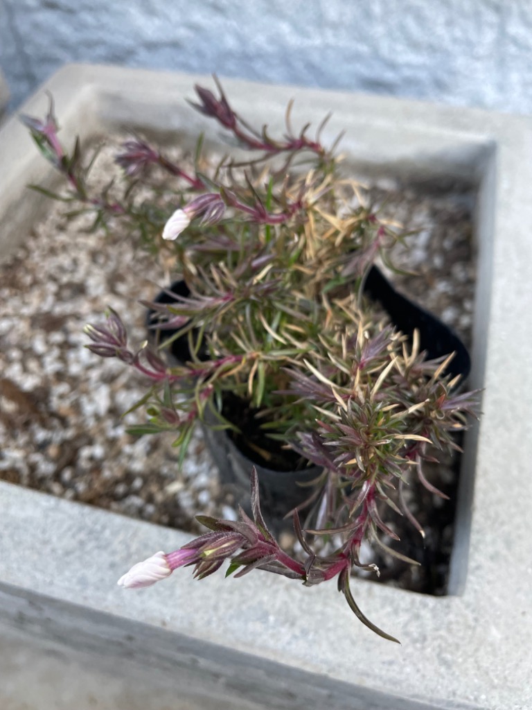 芝桜（シバザクラ）キャンディストライプ（多摩の流れ）1株 9センチ3